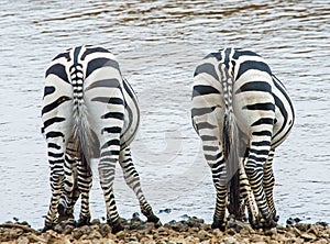 Zebras in savanna. Kenya. Tanzania. National Park. Serengeti. Maasai Mara.