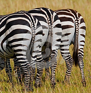 Zebras in savanna. Kenya. Tanzania. National Park. Serengeti. Maasai Mara.