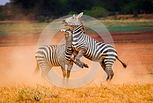 Zebras on savannah