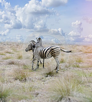 Zebras In The Savannah