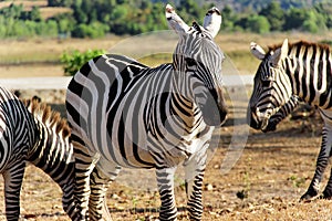 Zebras on savannah