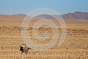 Zebras in Savannah in Front of Mountains, Namibia