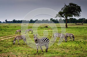 Zebras in the savannah of Kenya - Africa