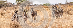 Zebras in the Savannah at Kruger National Park