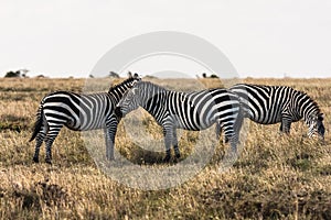 Zebras in the savannah. Zebras talk to each other. Masai Mara.