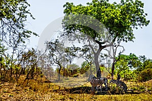 Zebras seeking shade under a tree in the heat of day in Kruger National Park