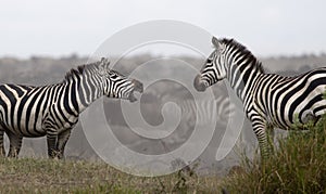 Zebras at the Serengeti National Park