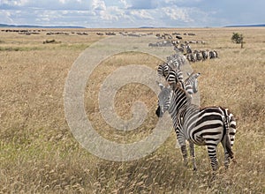 Zebras at the Serengeti National Park, Tanzania