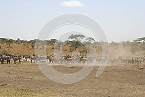 Zebras in the Serengeti National Park, Tanzania, Africa