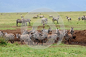 Zebras in Serengeti, Tanzania.