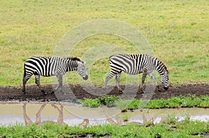 Zebras in Serengeti, Tanzania.