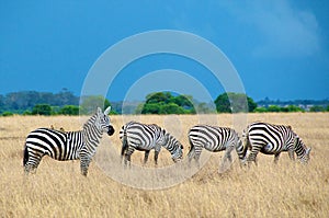 Zebras in Serengeti, Tanzania.