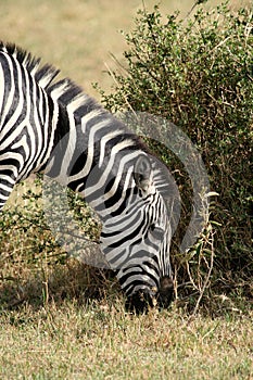 Zebras in Serengeti, Tanzania.