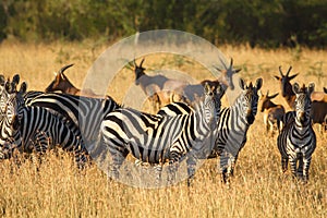 Zebras in Serengeti