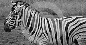 Zebras are several species of African equids