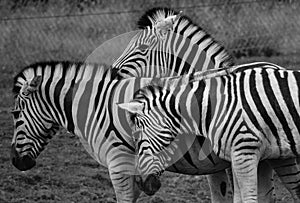 Zebras are several species of African equids