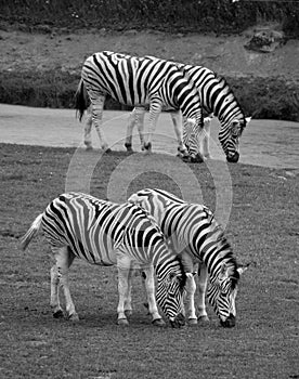 Zebras are several species of African equids