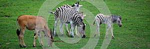 Zebras are several species of African equids and the common eland