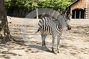 Zebras are several species of African