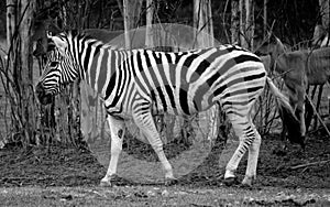 Zebras are several species of African equids