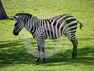 Zebras