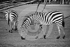 Zebras