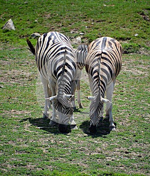 Zebras are several species of African equids horse family