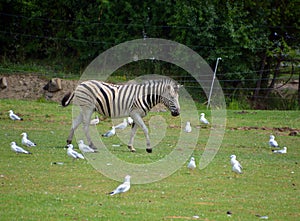 Zebras are several species of African equids