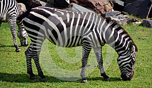 Zebras are several species of African equids