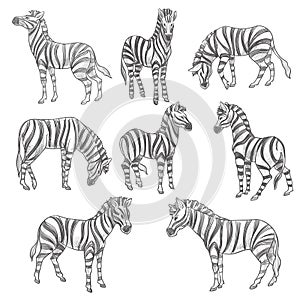 Zebras sketches, equine mammals with stripes fur