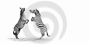 Zebras Sparring in the Ngorongoro Crater