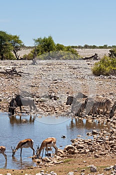 Zebras, Springboks, Wildebeests at Waterhole in Etosha National Park, Namibia