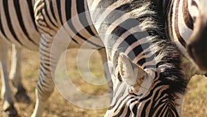 Zebras stand in the bright sun in hot savannah. African safari