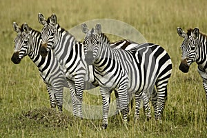 Zebras standing in grass, Kenya
