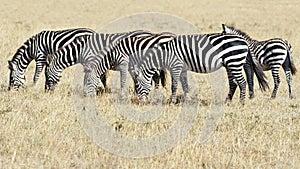 Zebras standing in line with one foal, Serengeti, Tanzania, Africa