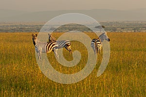 Zebras standing on the savannah