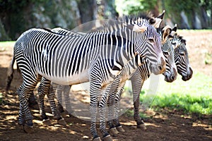 3 zebras standing together