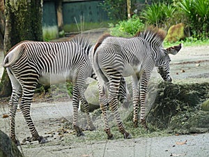Zebras subgenus Hippotigris are African equines