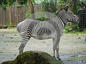 Zebras subgenus Hippotigris are African equines