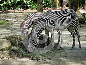 Zebras subgenus Hippotigris are African equines