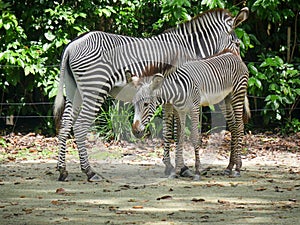 Zebras subgenus Hippotigris are African equines