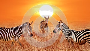 Zebras at sunset in the Serengeti National Park. Tanzania. Wild life of Africa.