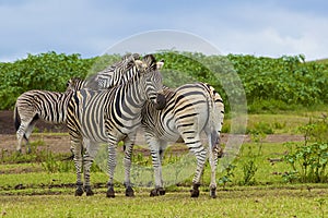 Zebras in Tala Game Reserve, South Africa photo