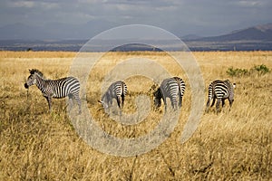 Zebras in Tanzanian National Park