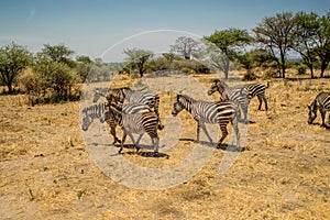 Zebras in Tarangire National Park safari, Tanzania