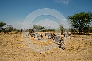 Zebras in Tarangire National Park safari, Tanzania