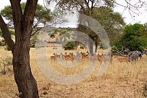 Zebras and Thompson gazelles eating pasture in the yellow savannah of Tarangire National Park, in Tanzania