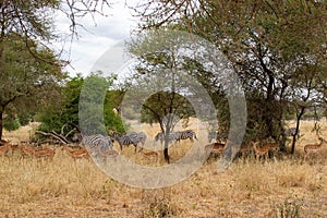 Zebras and Thompson gazelles eating pasture in the yellow savannah of Tarangire National Park, in Tanzania