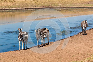 Zebras Three Water Hole
