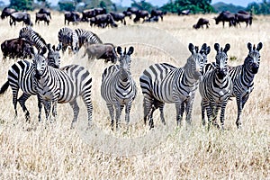 Zebras together in Serengeti, Tanzania Africa, group of Zebras between Wildebeests